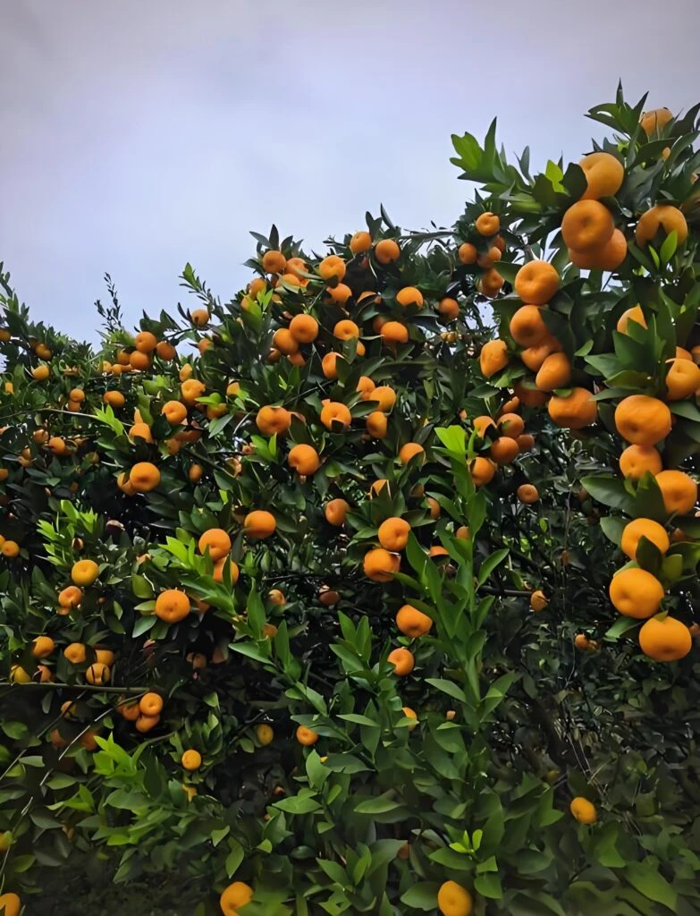 Nanfeng Honey Tangerine: A Bite-Sized Burst of Sunshine