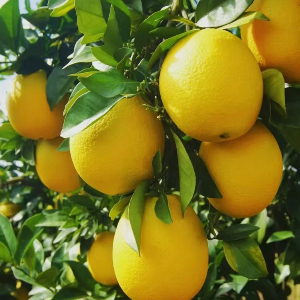 Gannan Navel Orange: The Premium Citrus from China's Heartland