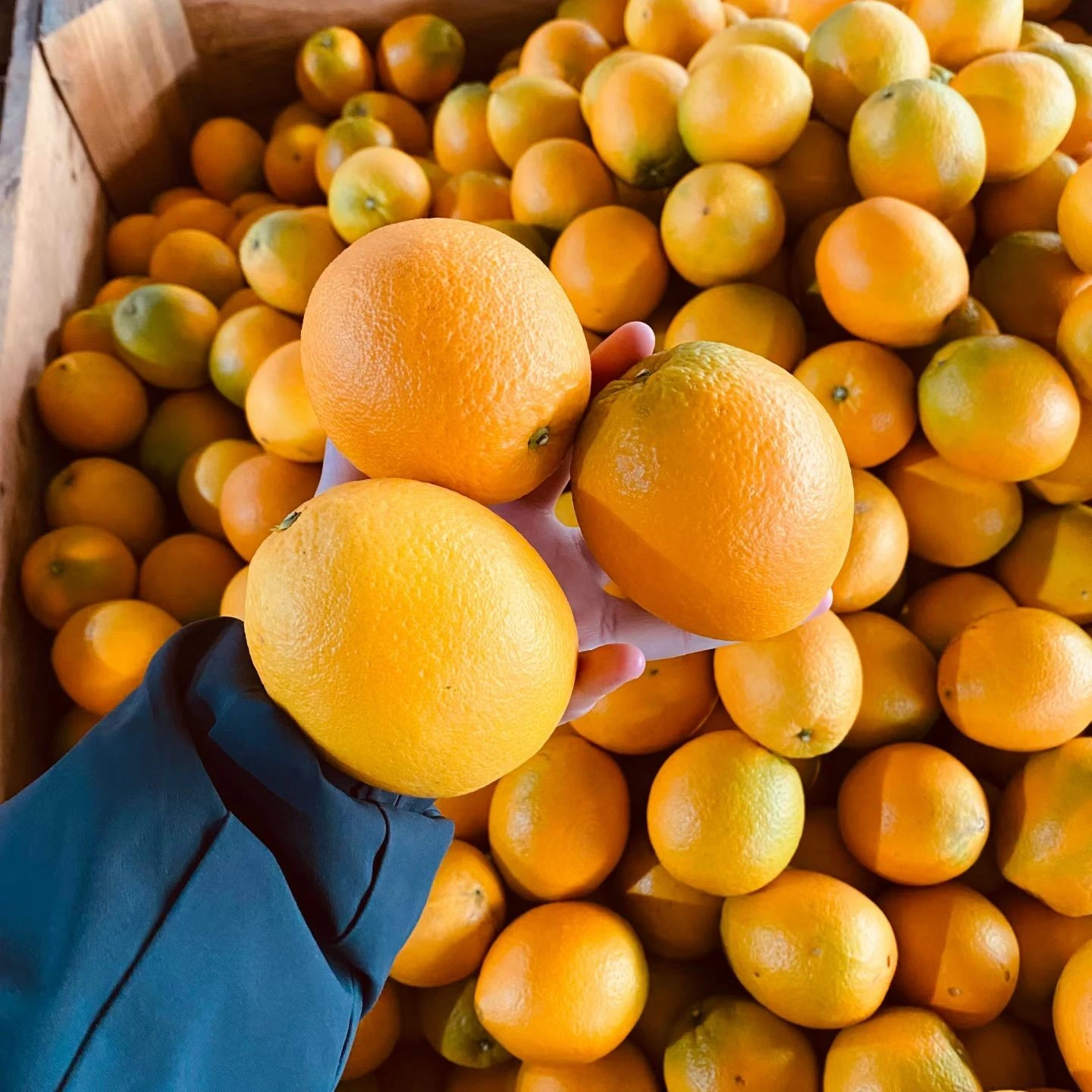 Quality testing and certification process for premium navel oranges