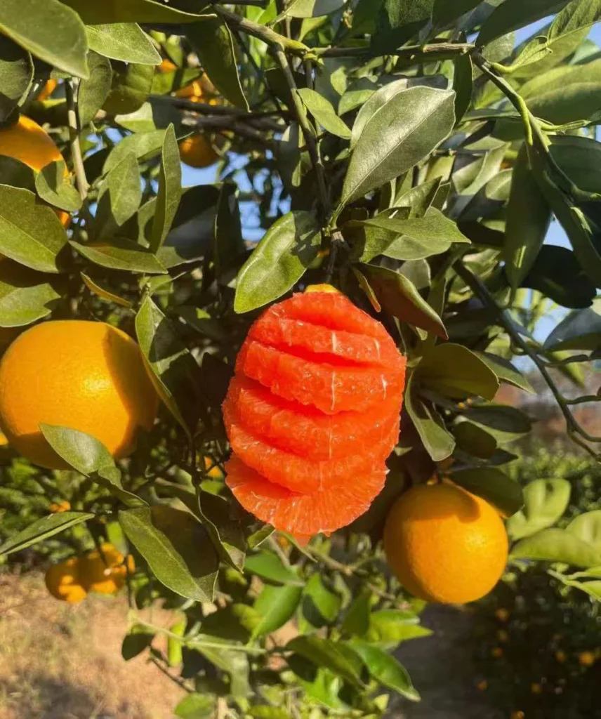 Gannan Blood Orange: A Jewel of Southern Jiangxi