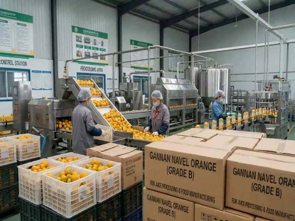Gannan Navel Orange (Grade B) — Juice Processing & Food Manufacturing